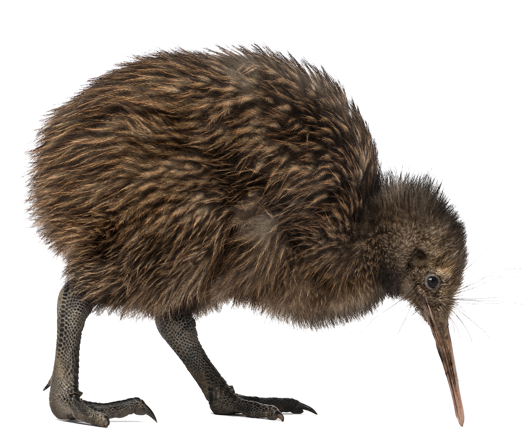 Kiwi Bird Transparent PNG Image