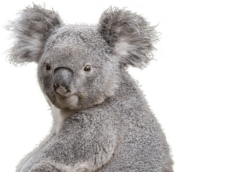 Koala Face Transparent PNG Image