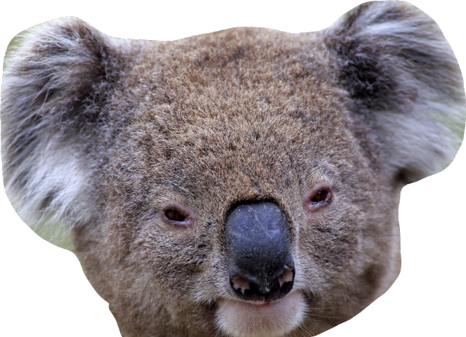Koala Face Transparent PNG Image