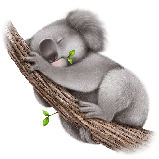 Koala Transparent PNG Image
