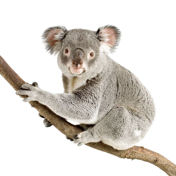 Koala Transparent PNG Image