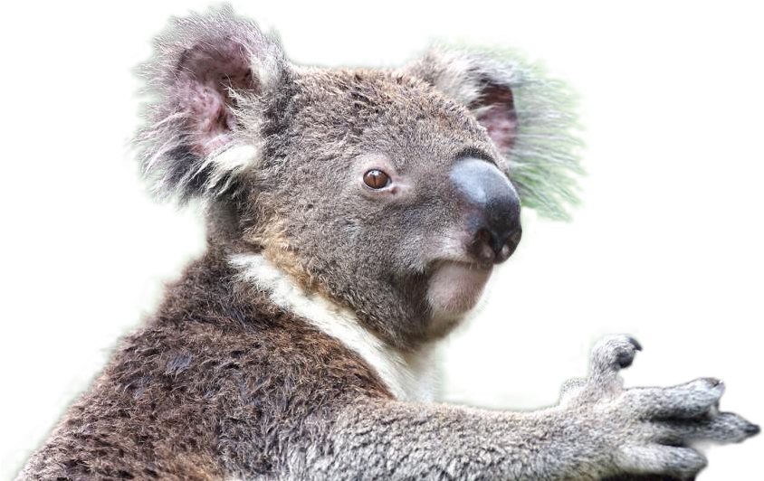 Koala Transparent PNG Image