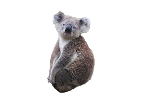 Koala Transparent PNG Image