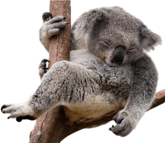 Koala Transparent PNG Image