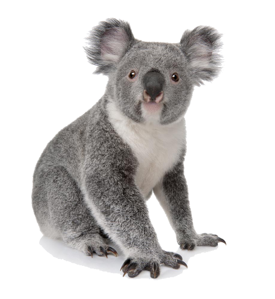 Koala Transparent PNG Image