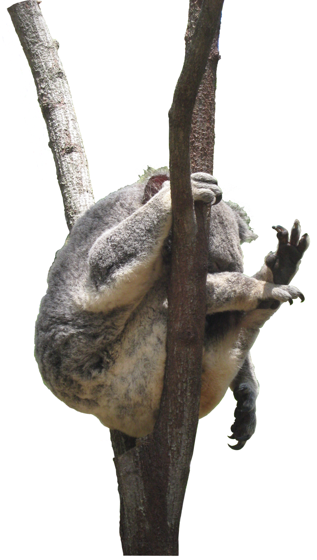 Koala Transparent PNG Image