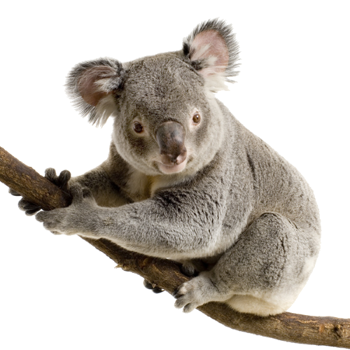 Koala Transparent PNG Image