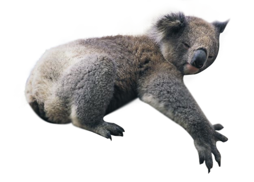 Koala Transparent PNG Image