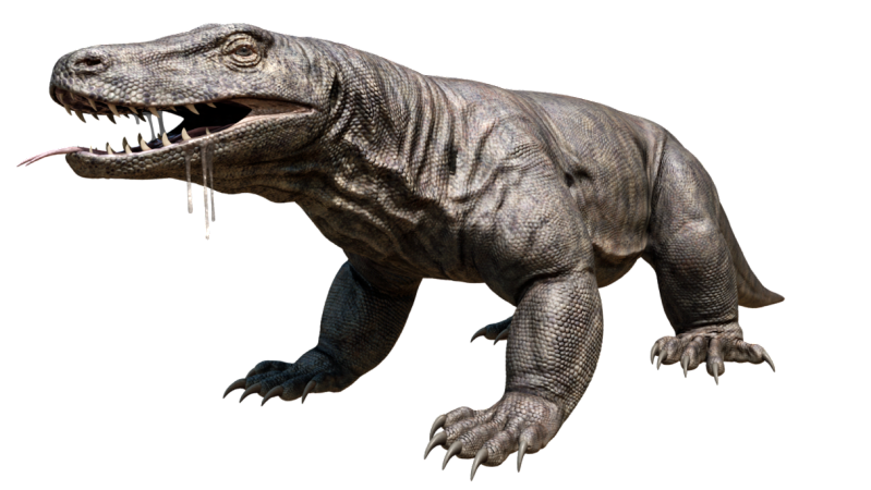 Komodo Dragon Transparent PNG Image