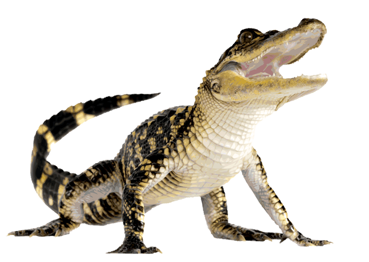 Komodo Dragon File Transparent PNG Image