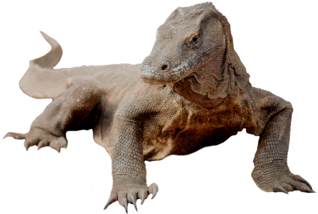 Komodo Dragon Transparent PNG Image