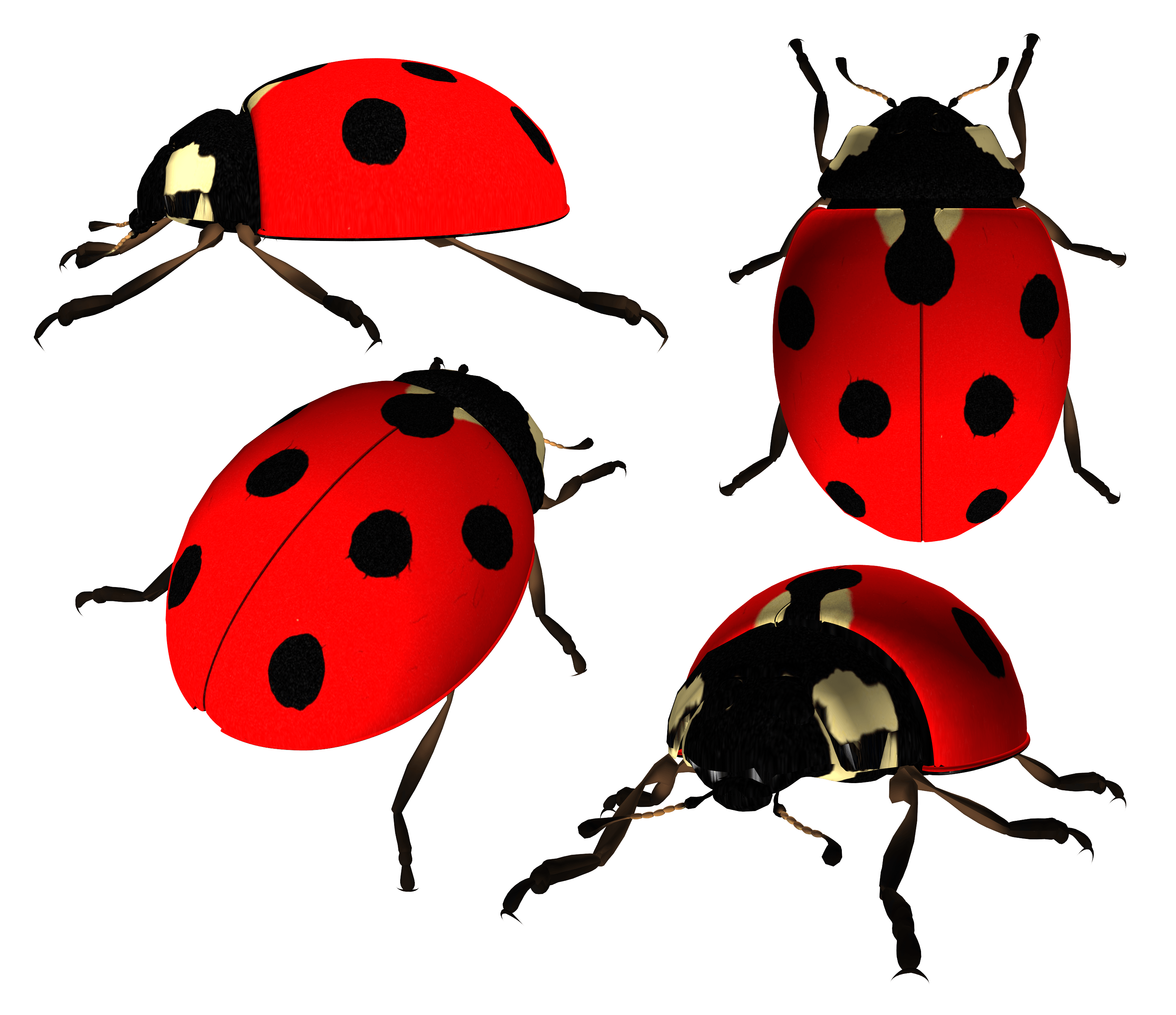 Ladybug Transparent PNG Image