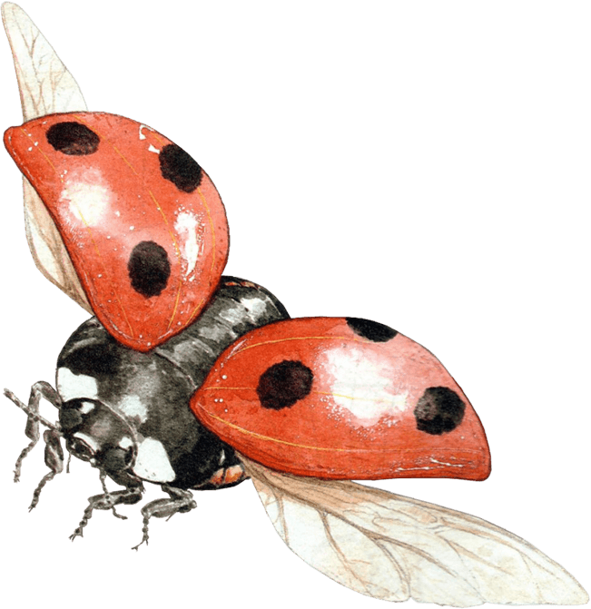 Ladybug Transparent PNG Image