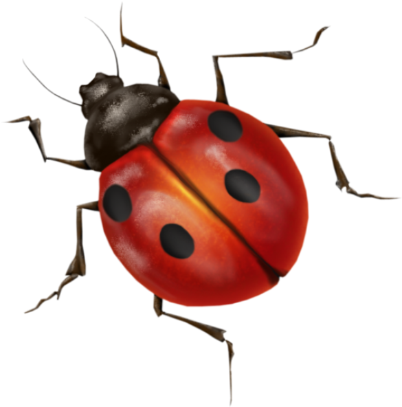 Ladybug Insect Transparent PNG Image