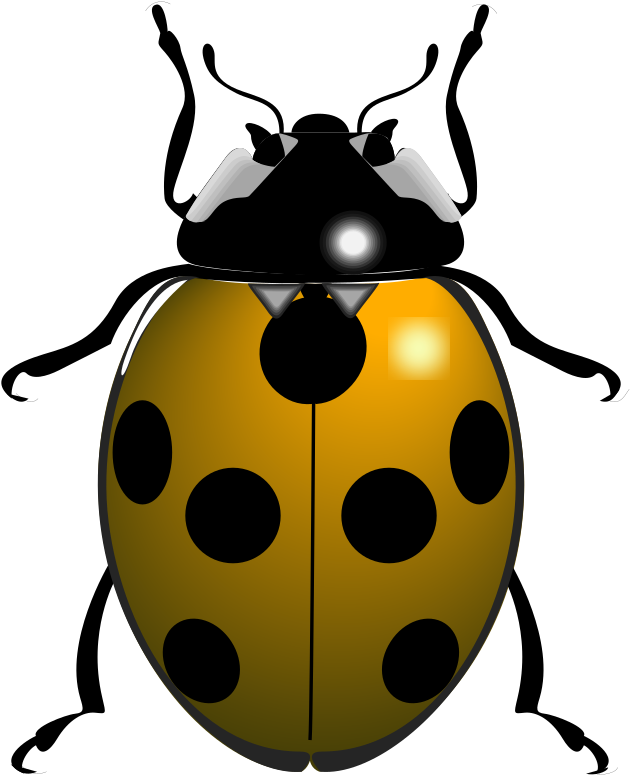 Ladybug Insect Transparent PNG Image