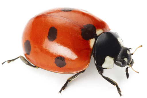 Ladybug Insect Transparent PNG Image