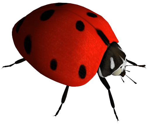 Ladybug Insect Transparent PNG Image