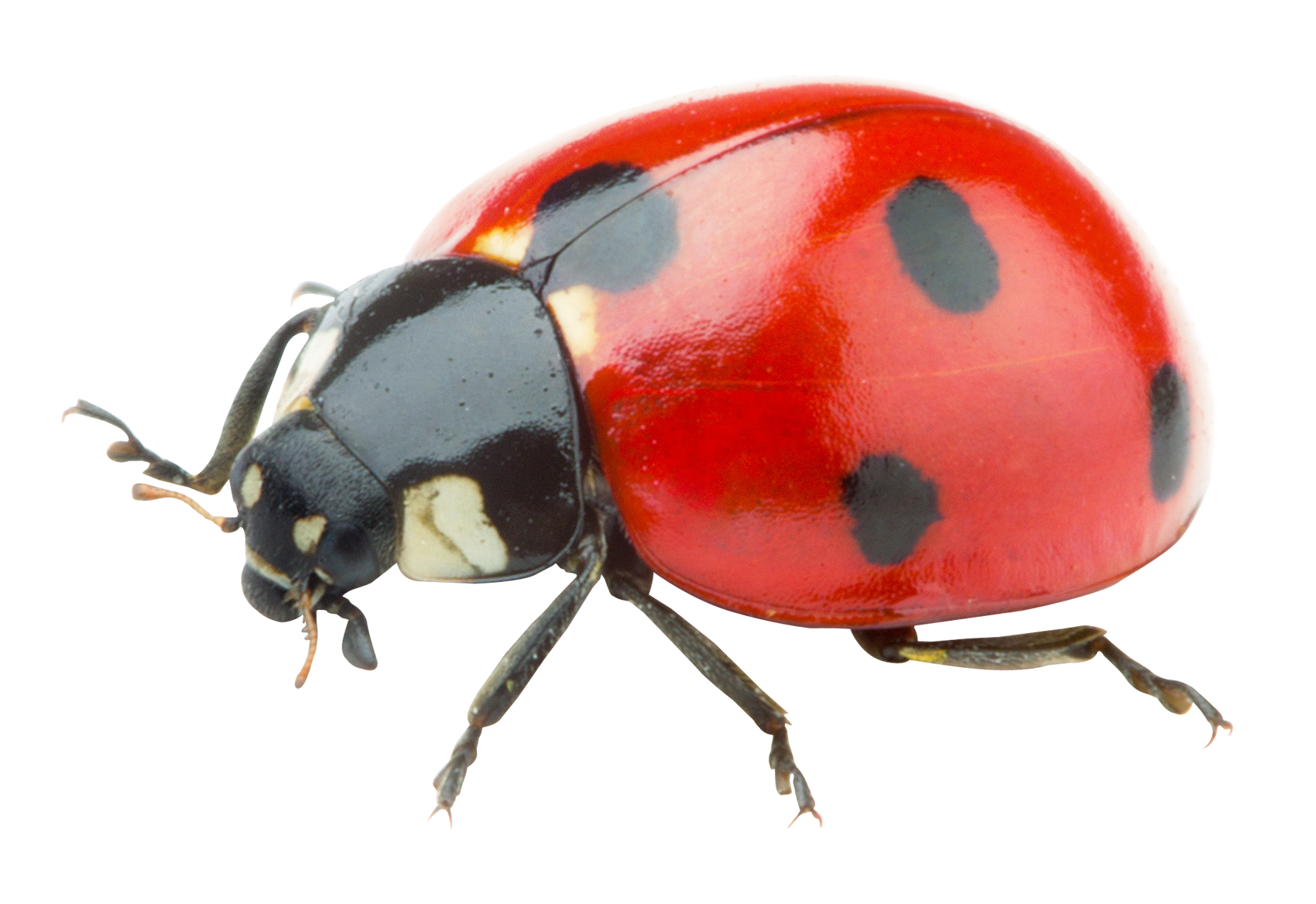 Ladybug Insect Transparent PNG Image