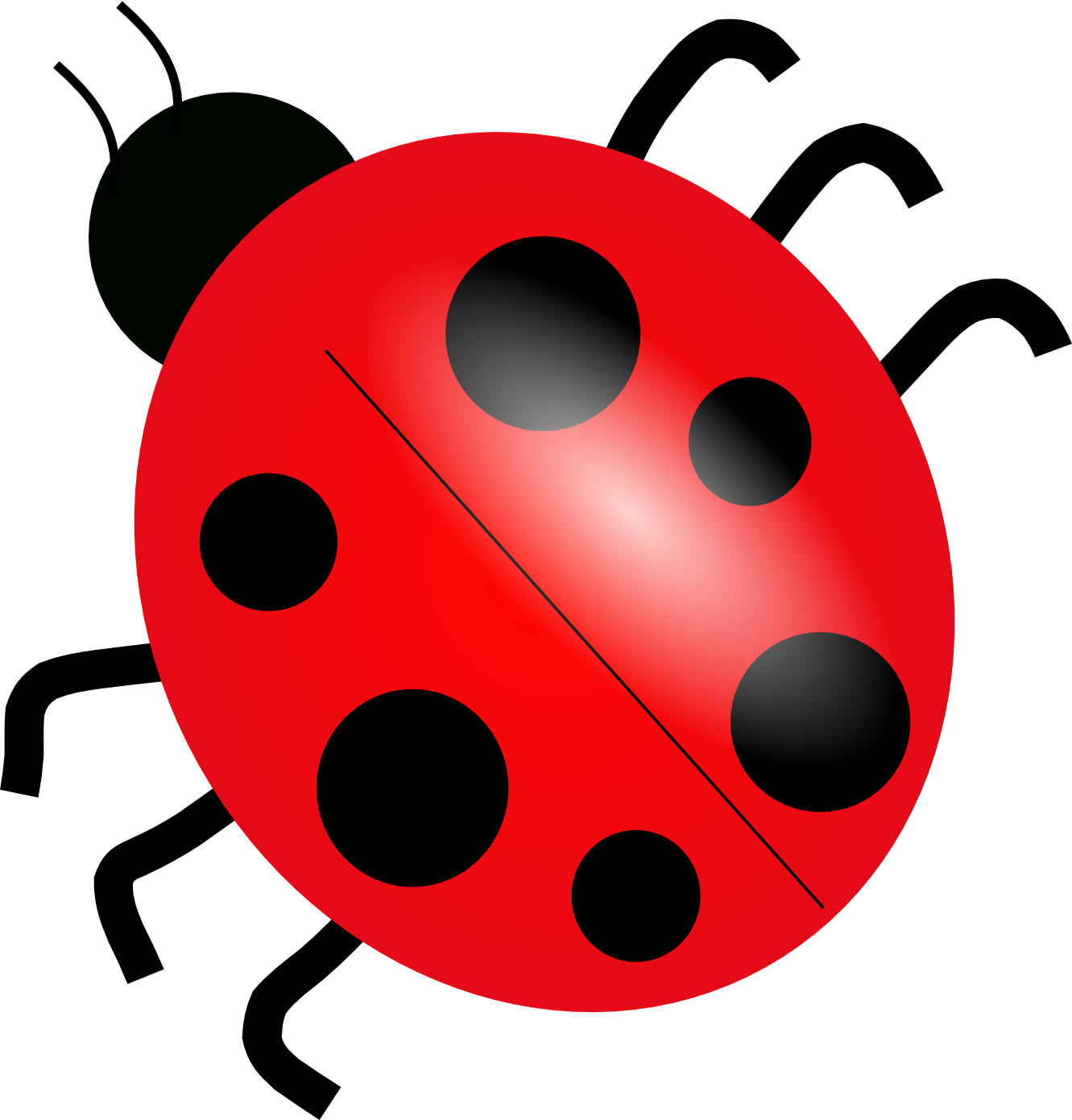 Ladybug Insect Transparent PNG Image