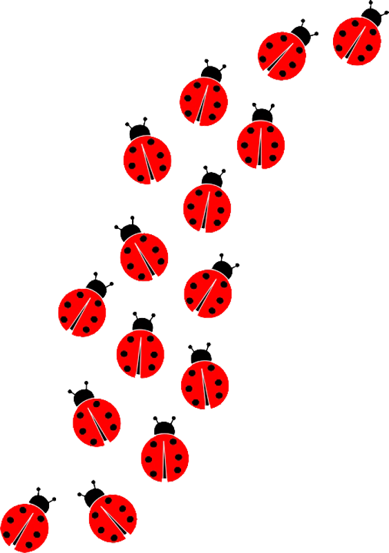 Ladybug Insect Transparent PNG Image