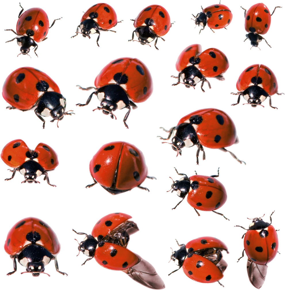 Ladybug Insect Transparent PNG Image