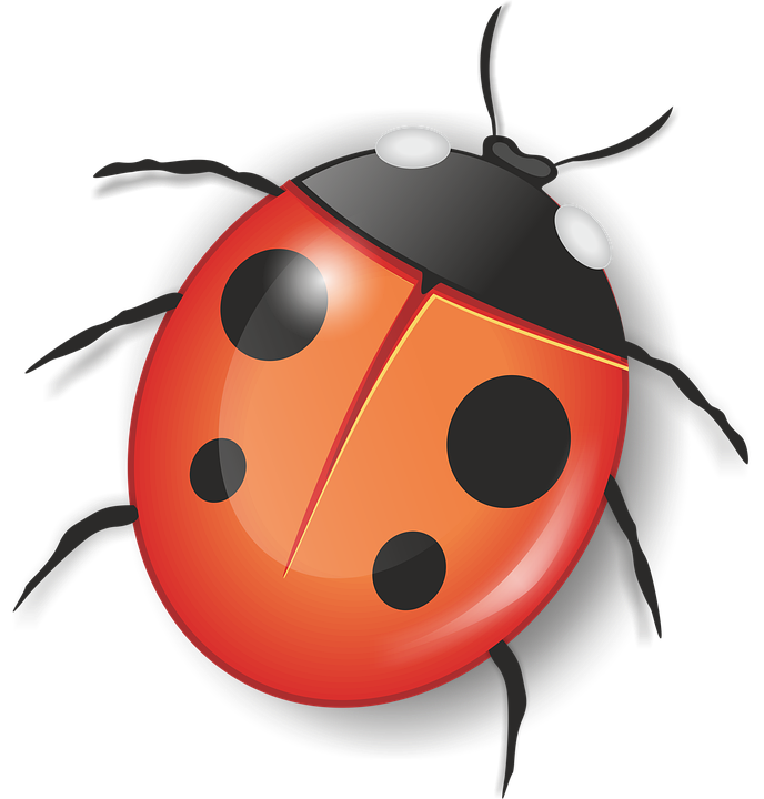 Ladybug Insect Red Transparent PNG Image