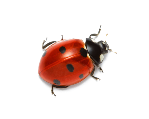 Ladybug Insect Red Transparent PNG Image