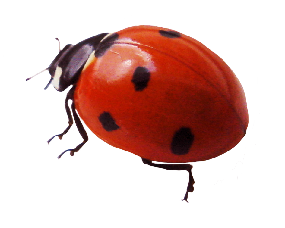Ladybug Insect Red File Transparent PNG Image