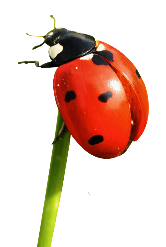Ladybug Insect Red Transparent PNG Image
