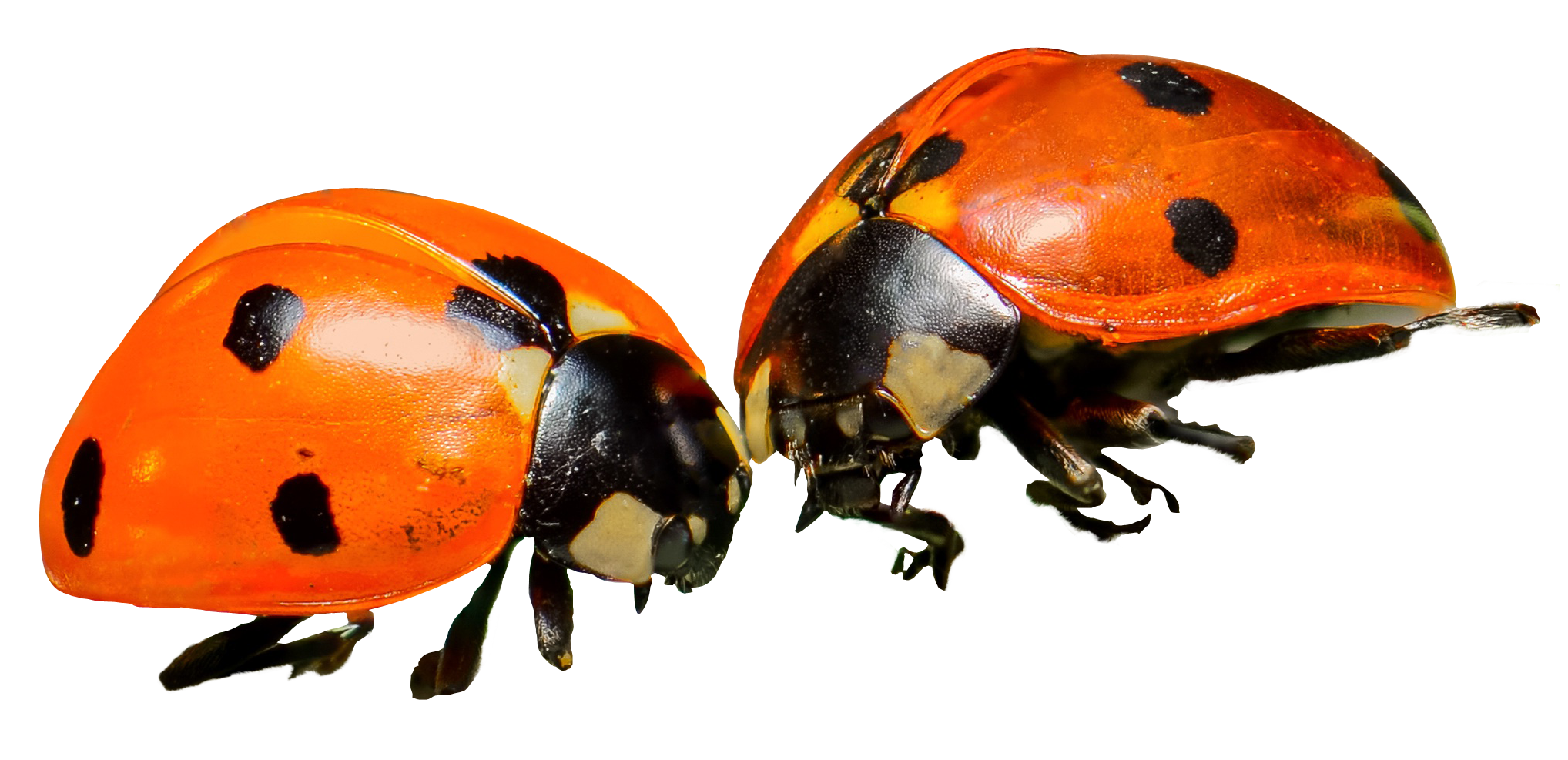 Ladybug Insect Red Transparent PNG Image