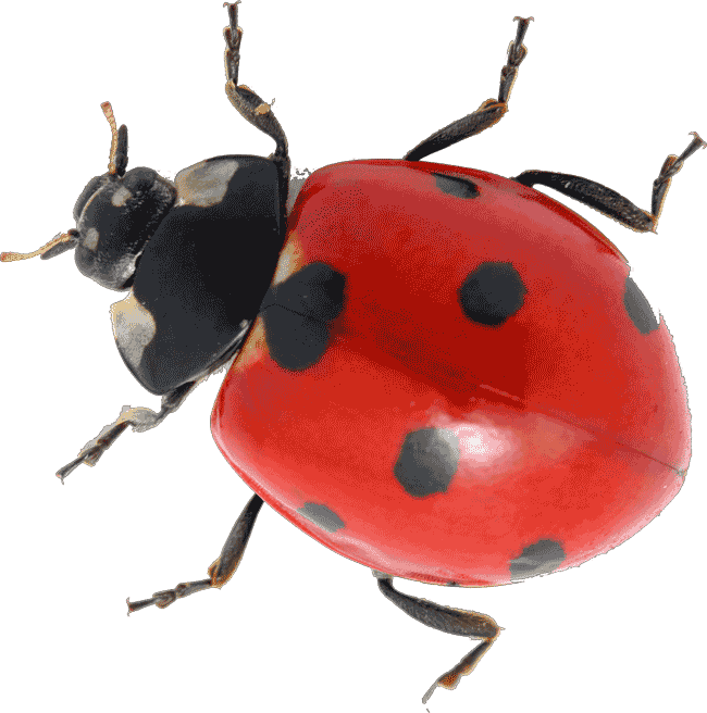 Ladybug Insect Red Transparent PNG Image