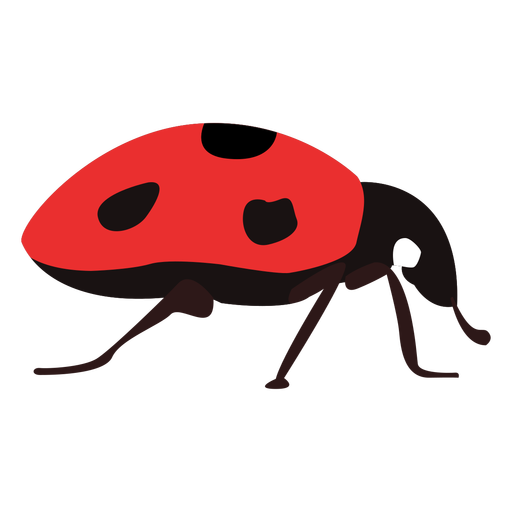 Ladybug Insect Vector Transparent PNG Image