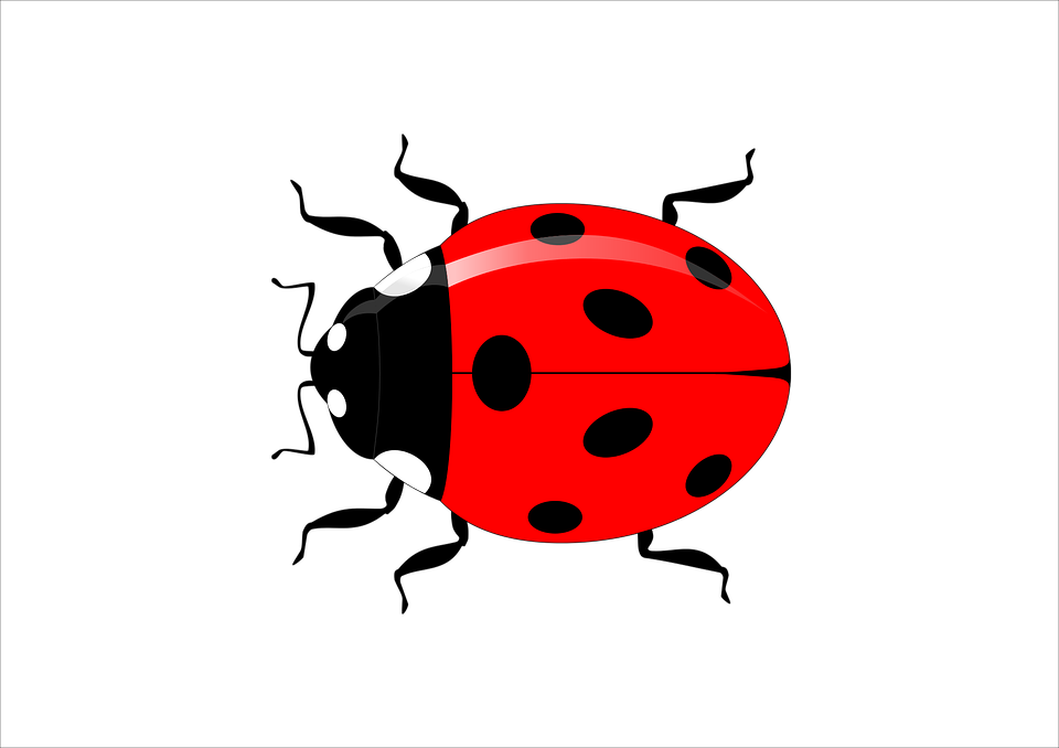 Ladybug Insect Vector Transparent PNG Image