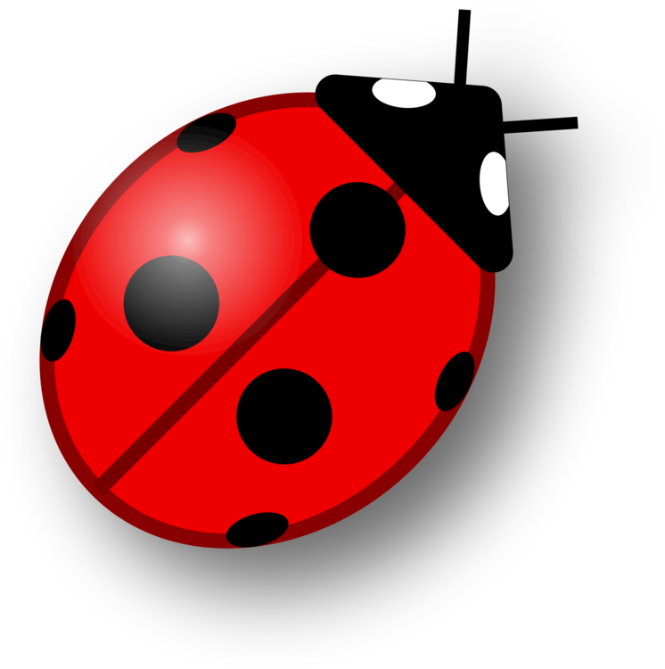 Ladybug Insect Vector Transparent PNG Image