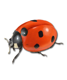 Ladybug Transparent PNG Image