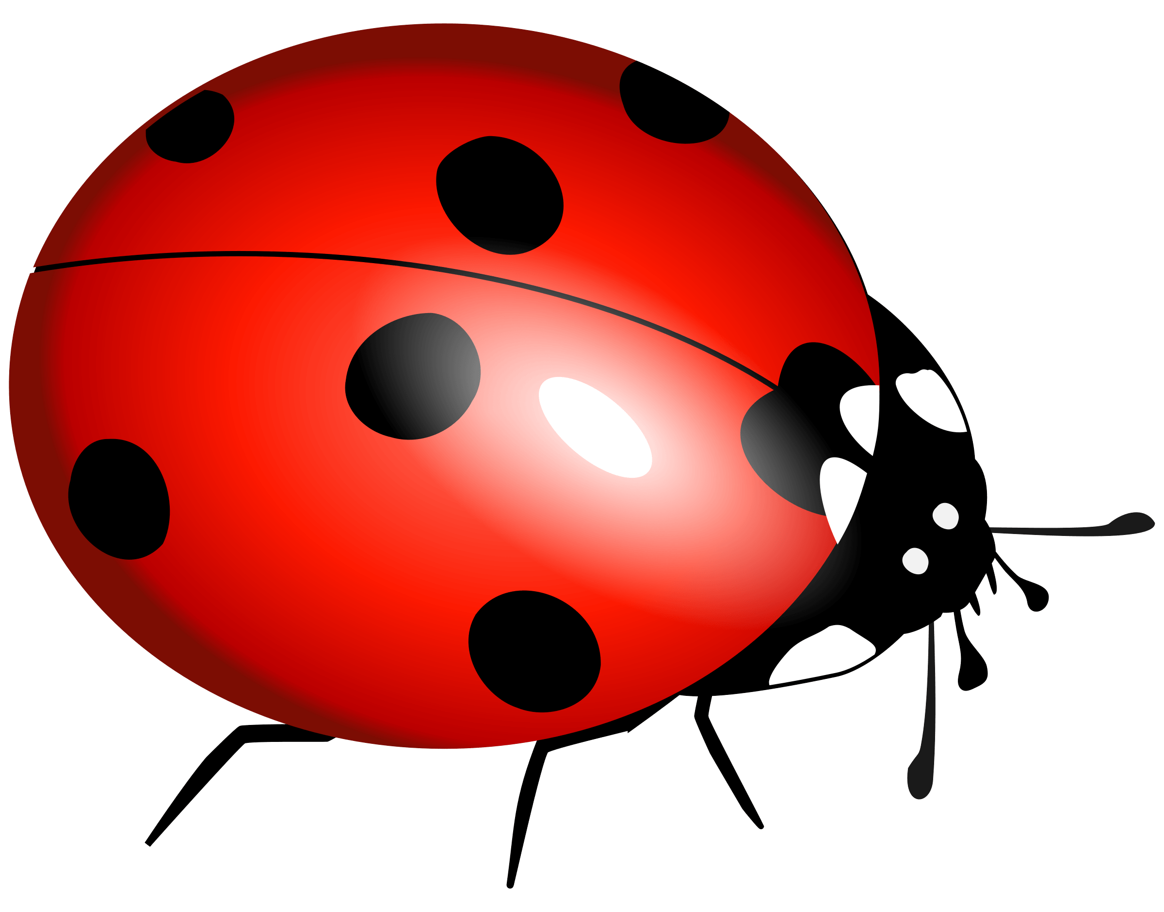 Ladybug Transparent PNG Image