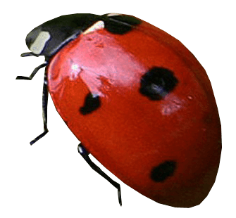 Ladybug Transparent PNG Image