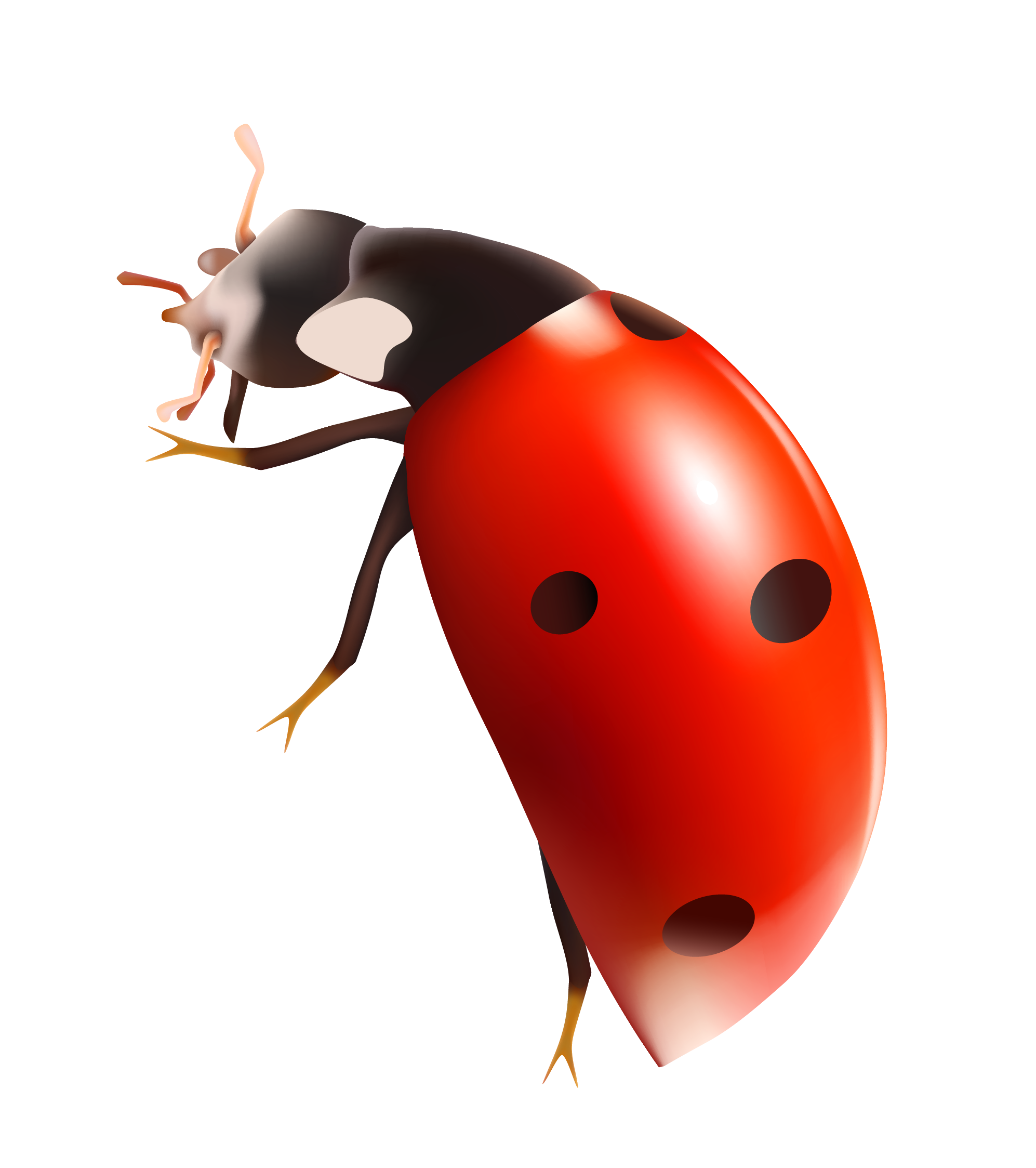 Ladybug Transparent PNG Image