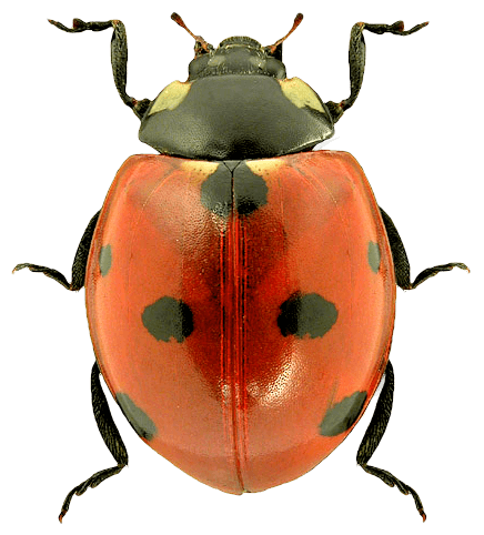 Ladybug Transparent PNG Image
