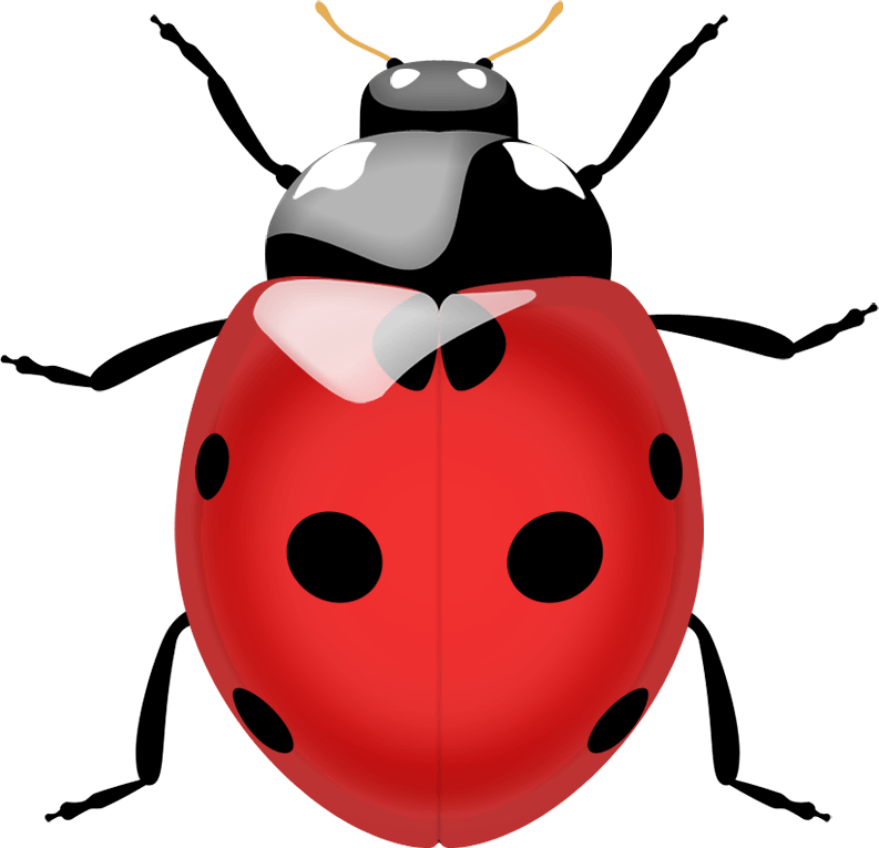 Ladybug Transparent PNG Image