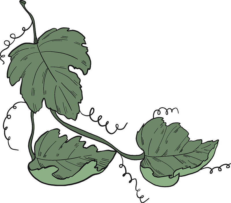Grape Vine Leaf Art Transparent PNG Image