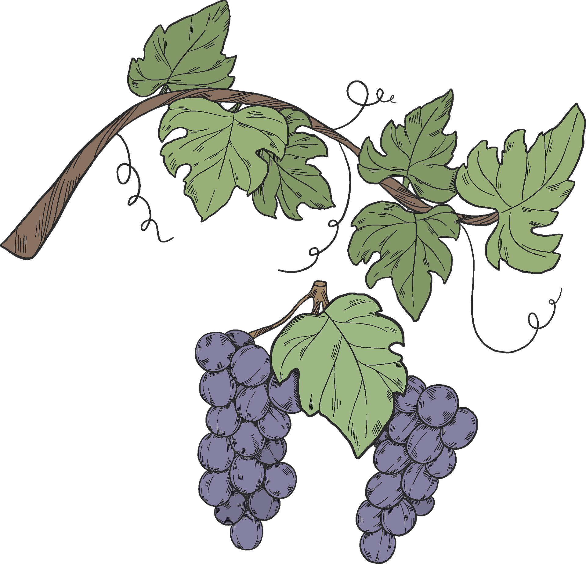 Grape Vine Leaf Art Transparent PNG Image