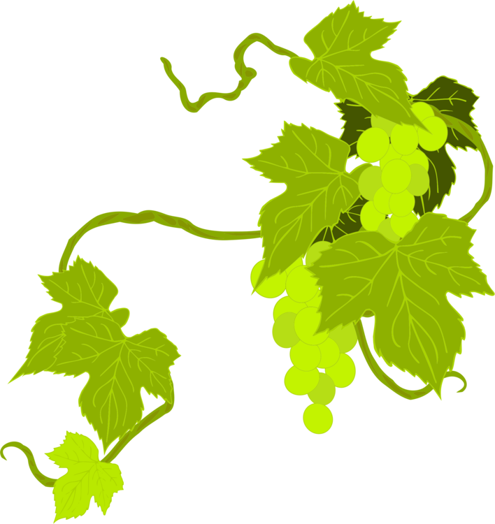 Grape Vine Leaf Art File Transparent PNG Image