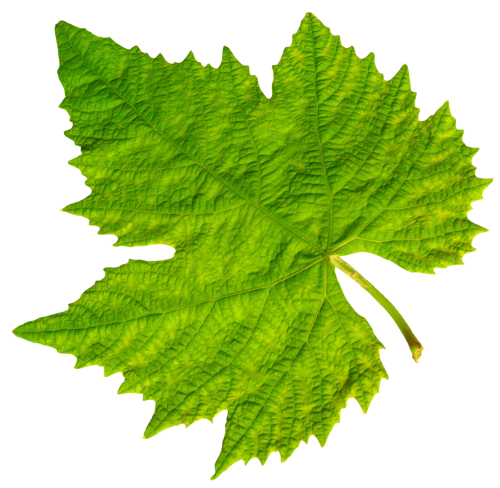 Vine Leaf Grape Bunch Transparent PNG Image