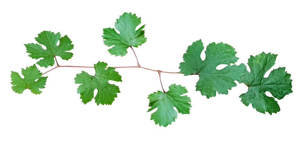 Vine Leaf Grape Bunch Transparent PNG Image