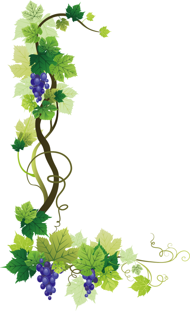 Vine Leaf Grape Bunch Transparent PNG Image