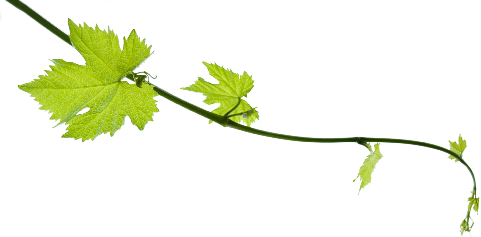 Vine Leaf Grape Bunch Transparent PNG Image