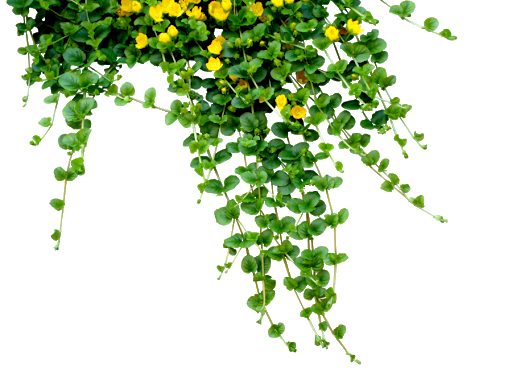 Fresh Green Leafs Transparent PNG Image