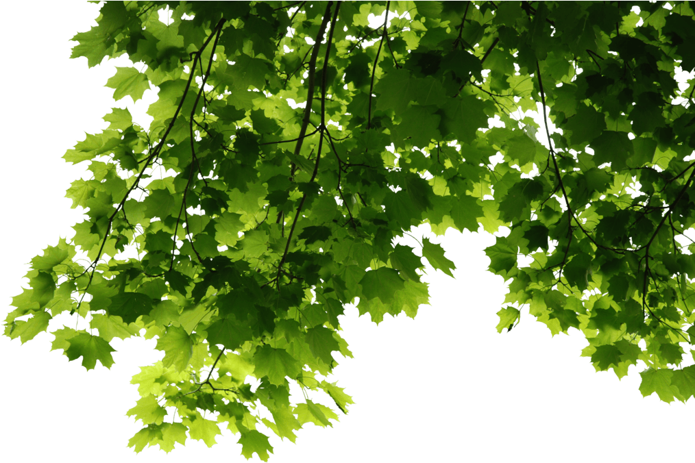 Fresh Green Leafs Transparent PNG Image