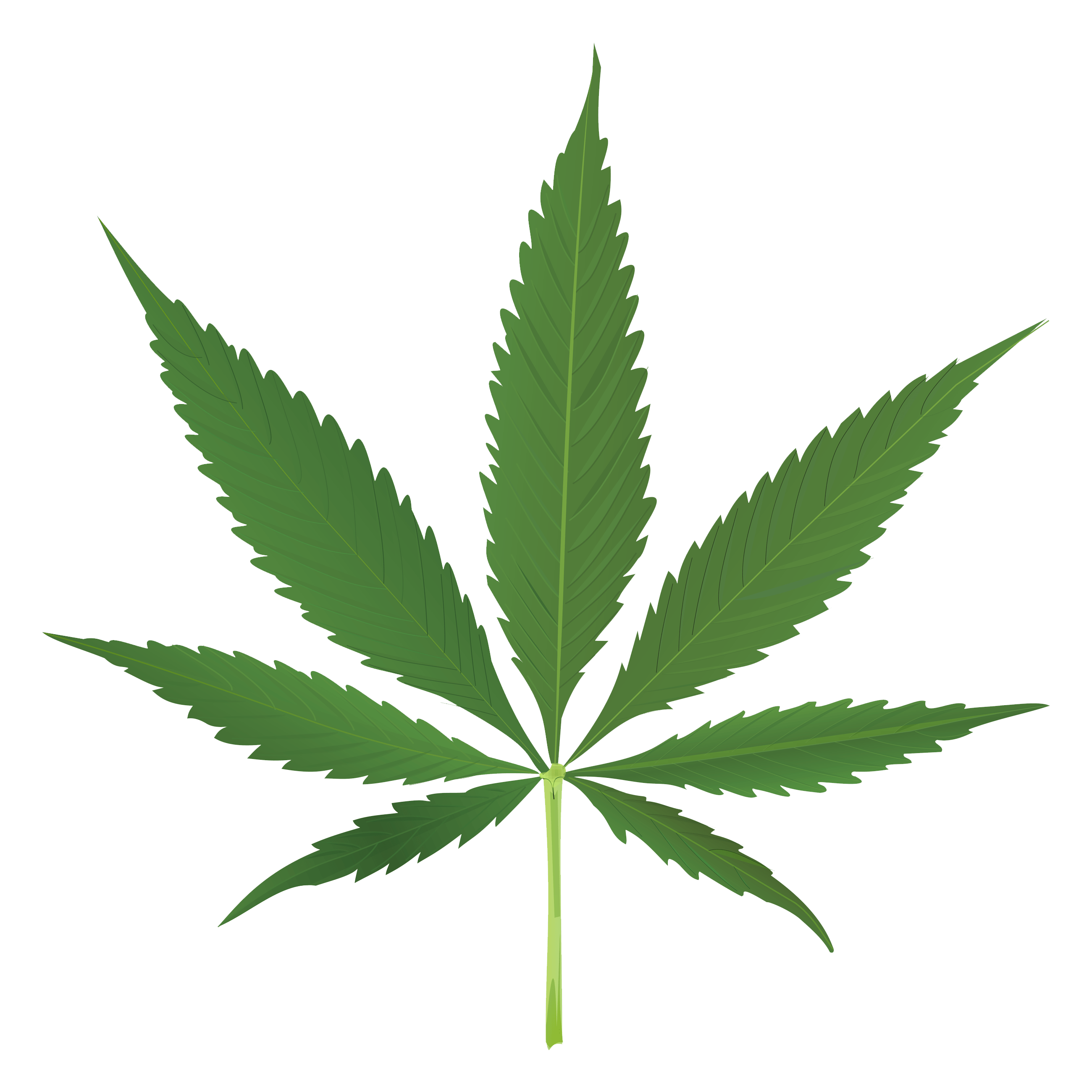 Fresh Green Leafs Transparent PNG Image